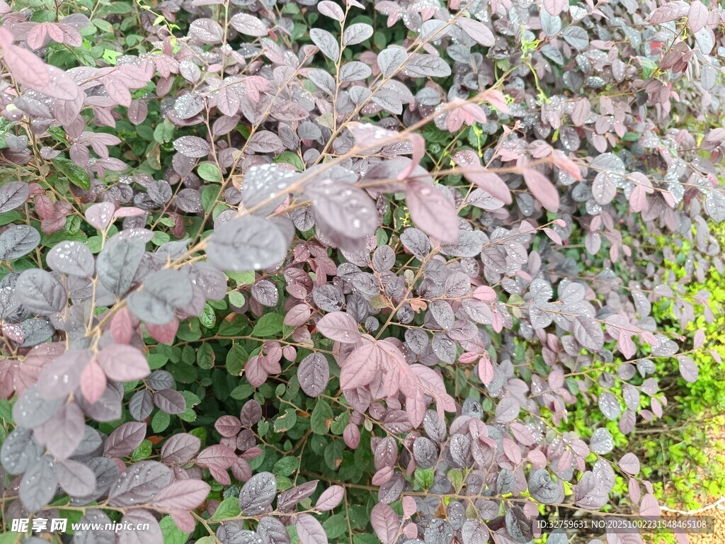 紫葉植物特寫
