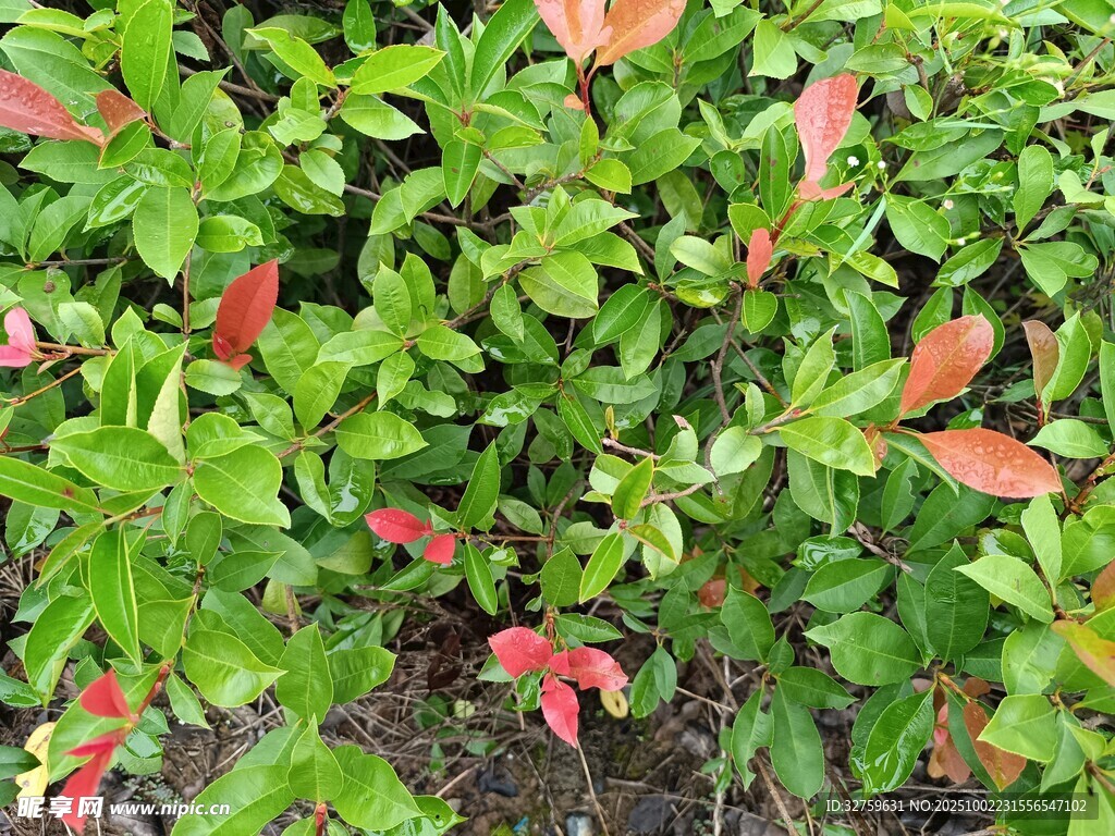 紅綠相間的多彩灌木叢