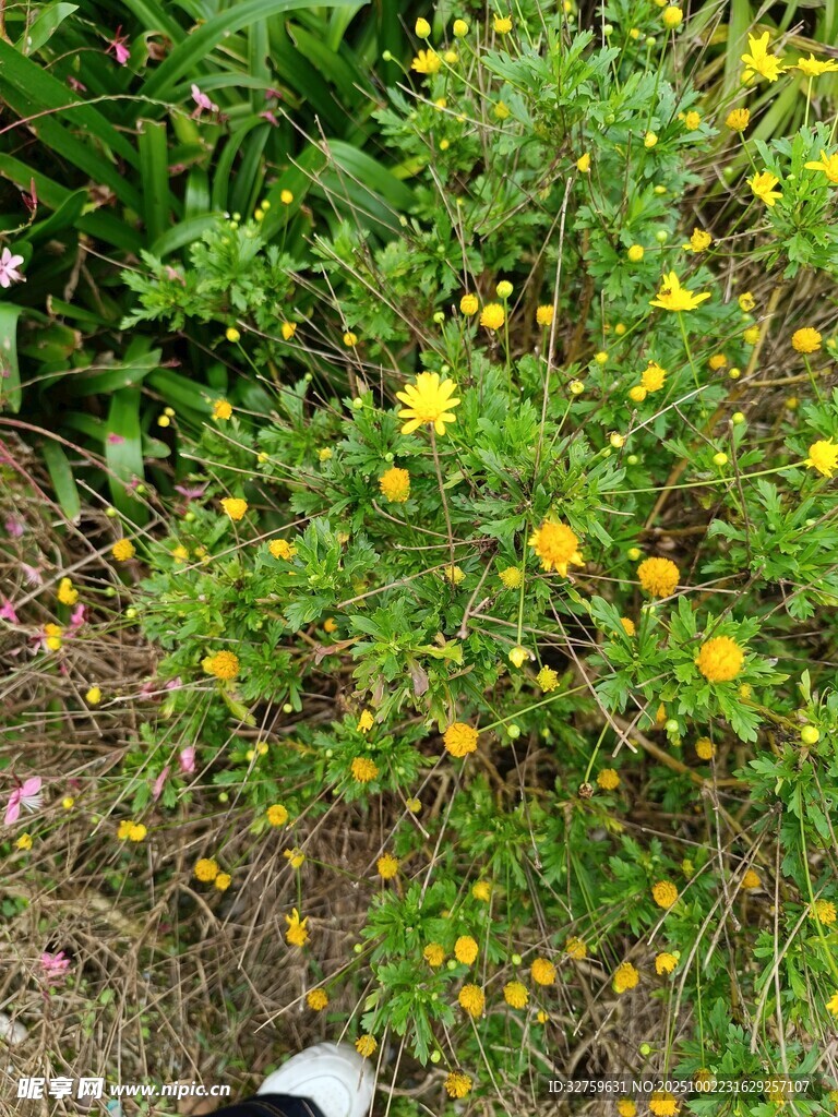 黃色小花叢