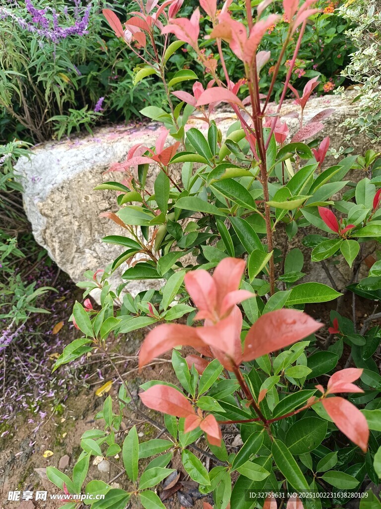 鮮艷多彩的紅色植物花卉