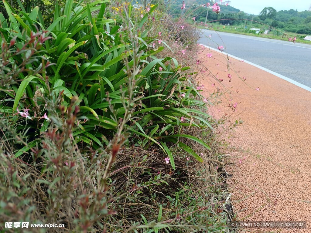 路邊繁茂綠植景觀