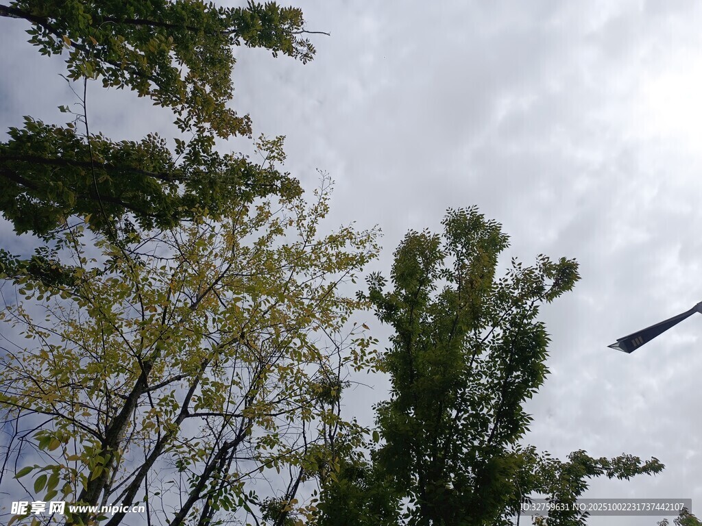 仰視綠樹與天空景象