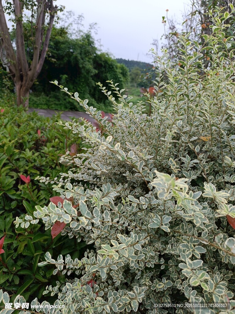 戶外繁茂的綠植景觀