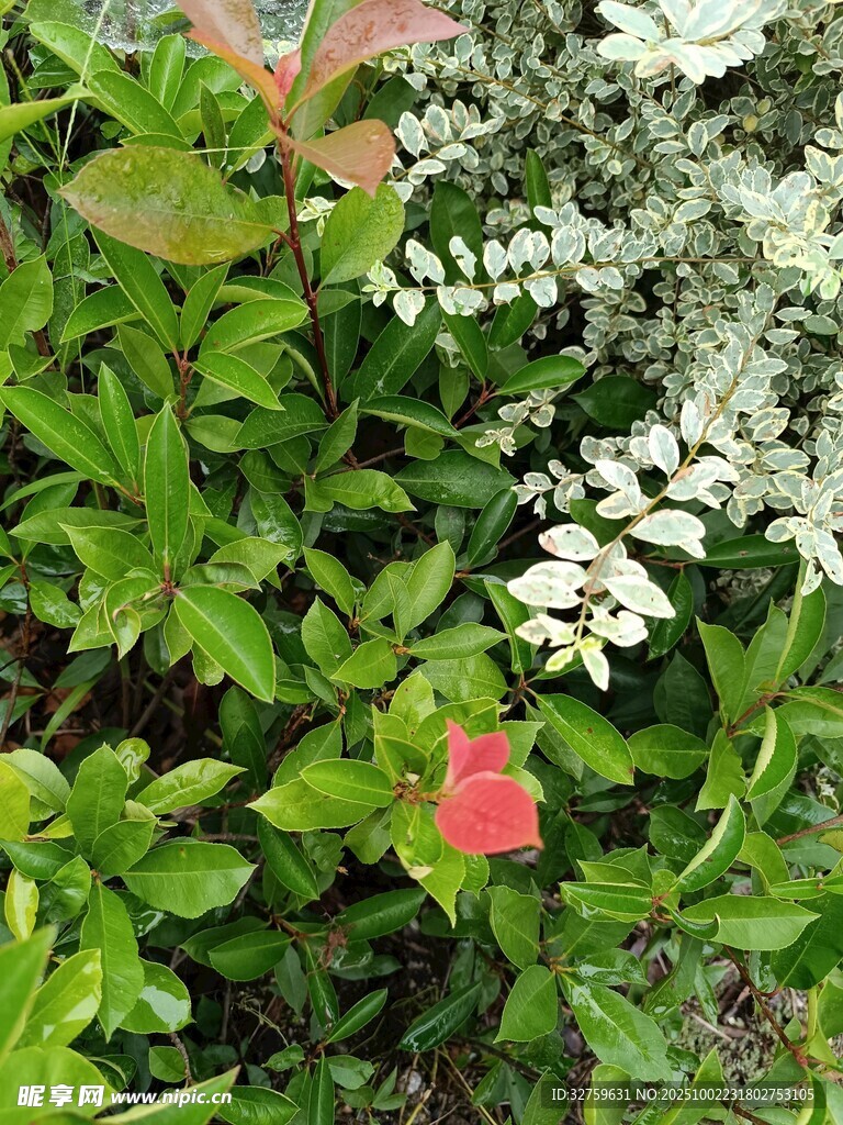 綠葉叢中的嬌艷紅花