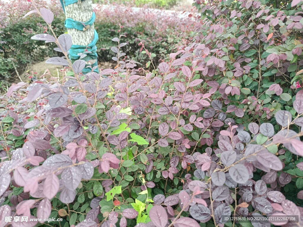 粉色葉片植物景觀
