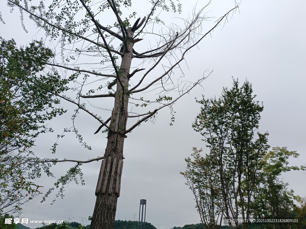 光禿樹(shù)木與周邊綠植景觀