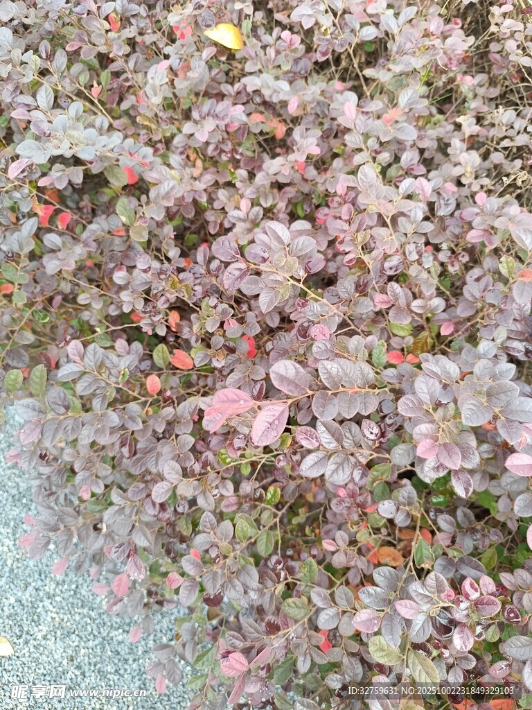 粉色多肉植物特寫