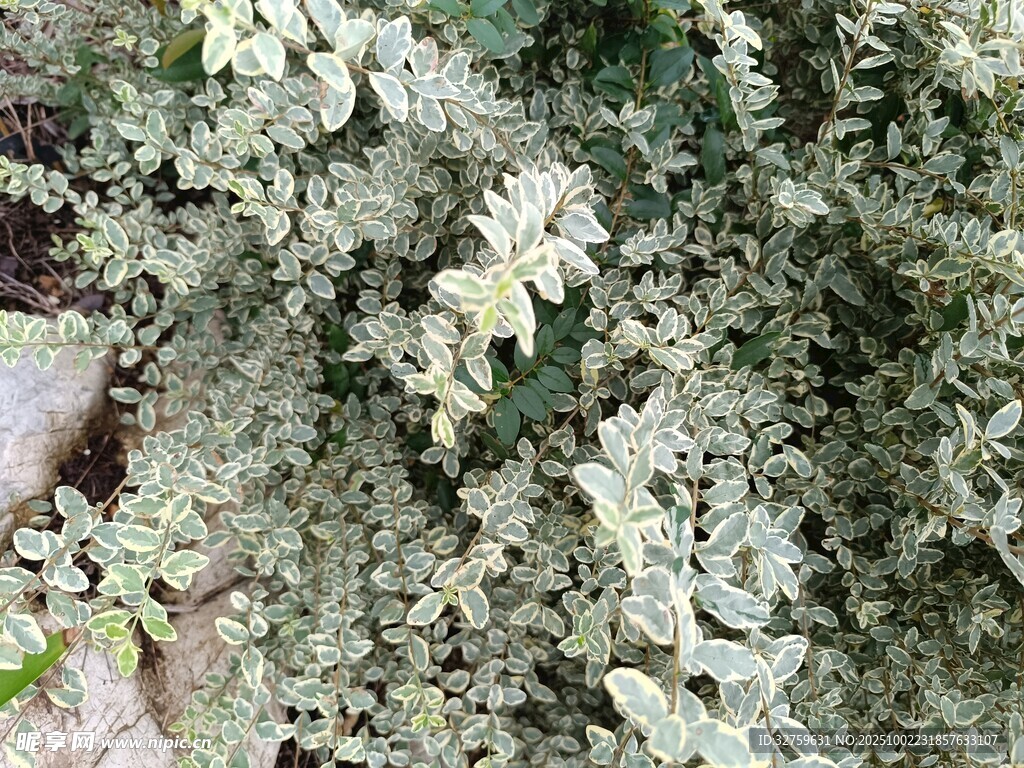 白色繁茂植物枝葉特寫