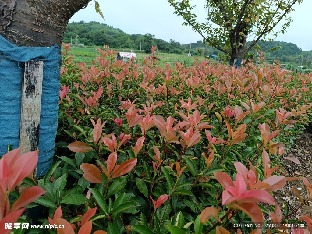 藍(lán)框旁的多彩植物景觀