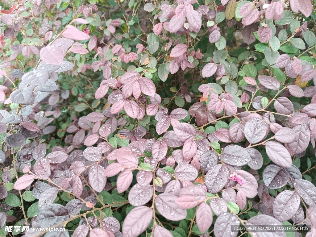 粉色葉片植物特寫