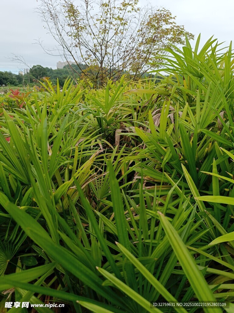 翠綠草叢中的生機(jī)景象