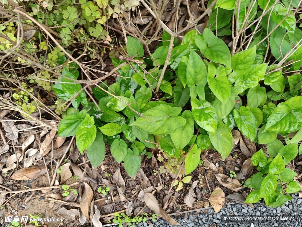地面嫩綠植物與枯葉相伴
