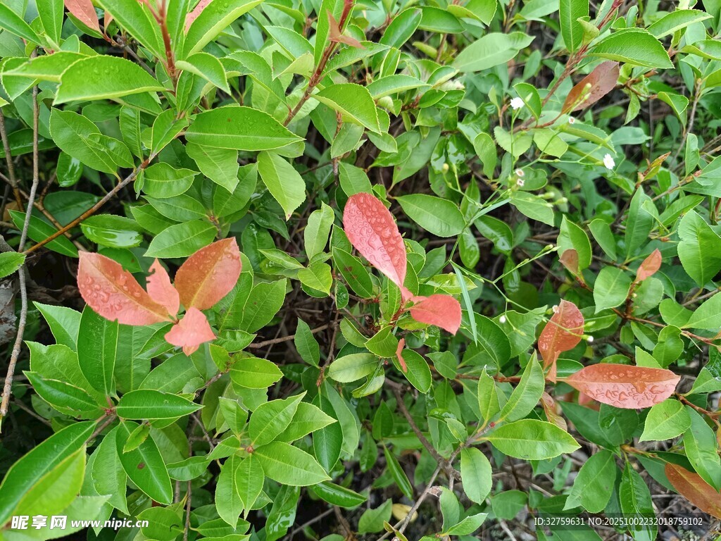 紅綠相間的多彩植物
