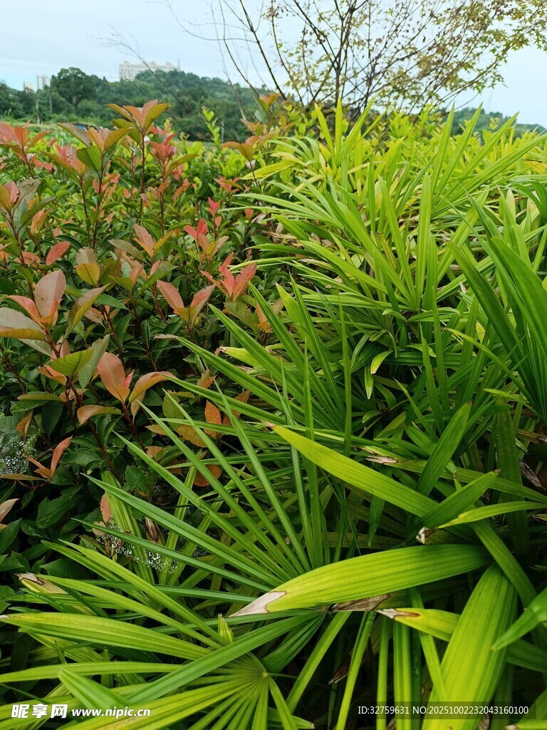 翠綠繁茂的熱帶植物景觀