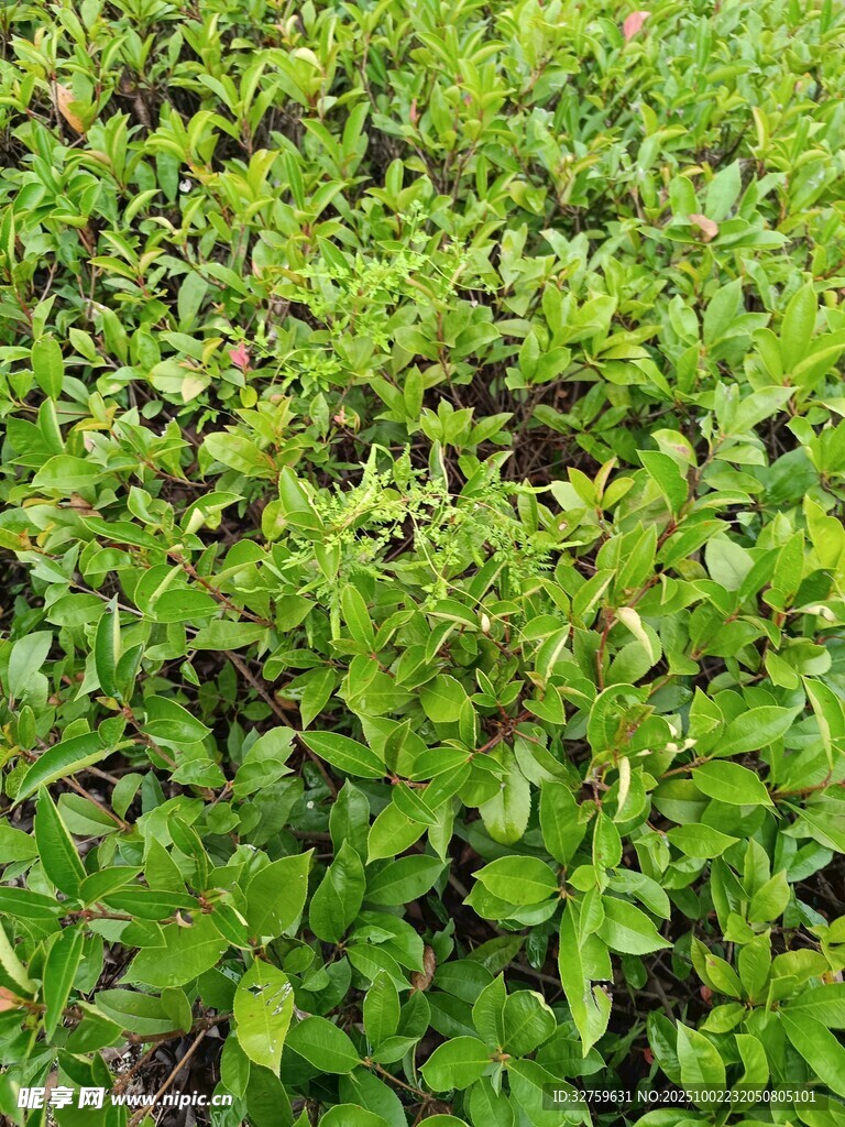 翠綠繁茂的灌木叢