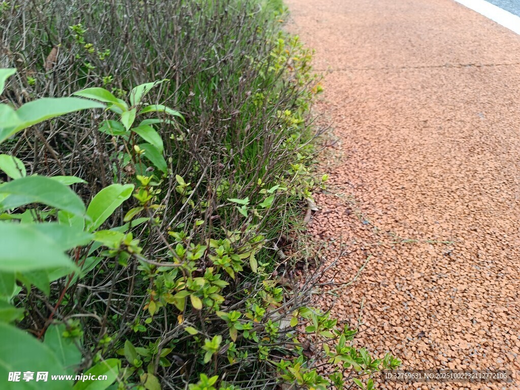 路邊綠植與棕色步道