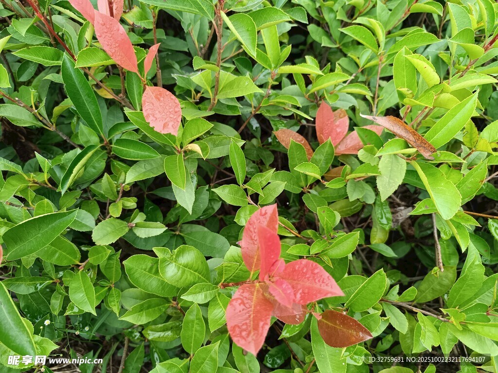 綠葉叢中的紅色植物