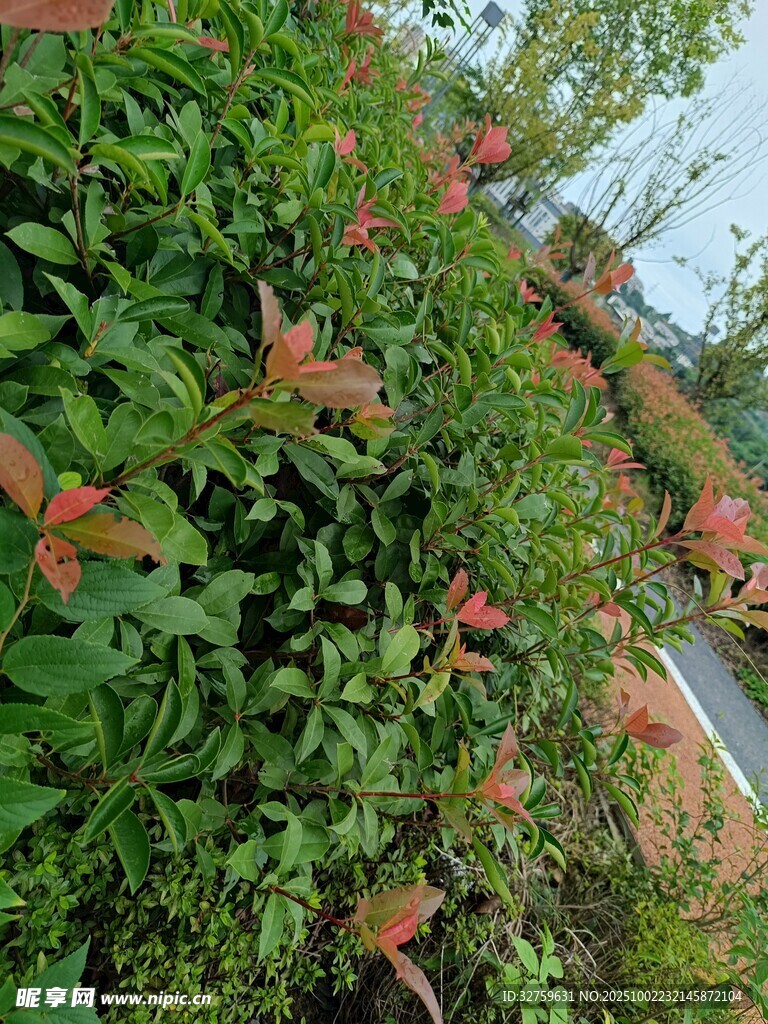 綠葉間的紅嫩新葉