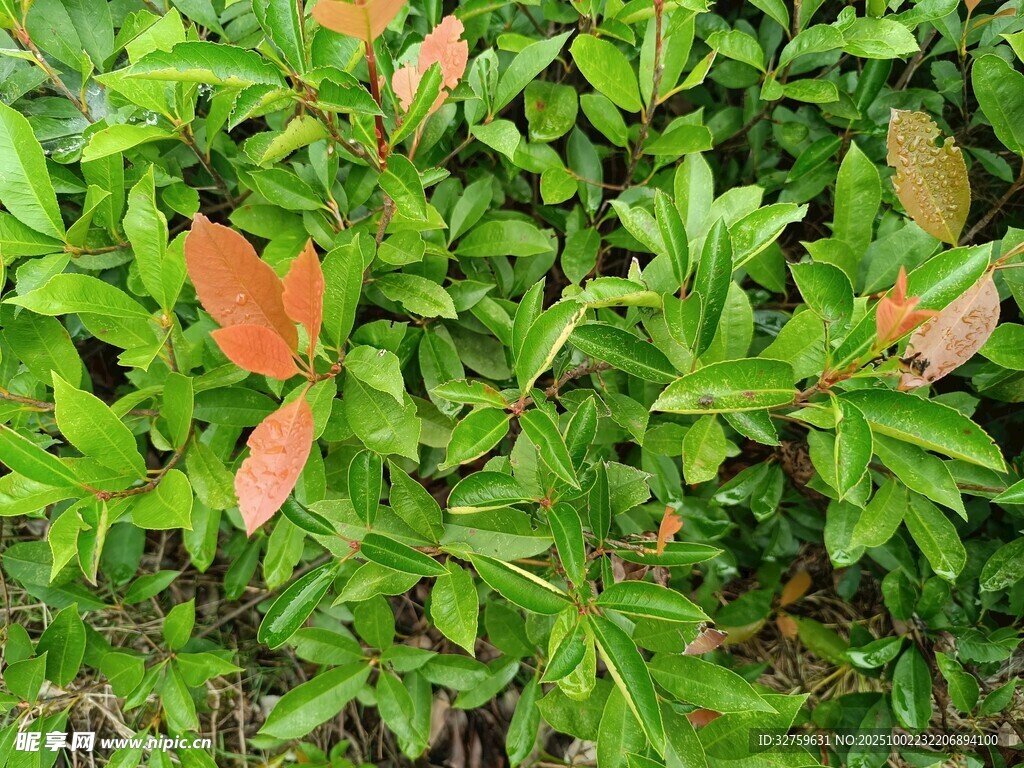 綠葉間的橙紅新葉
