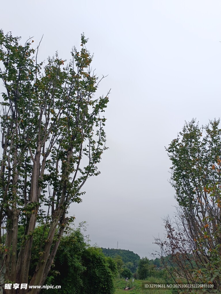 野外樹木景觀