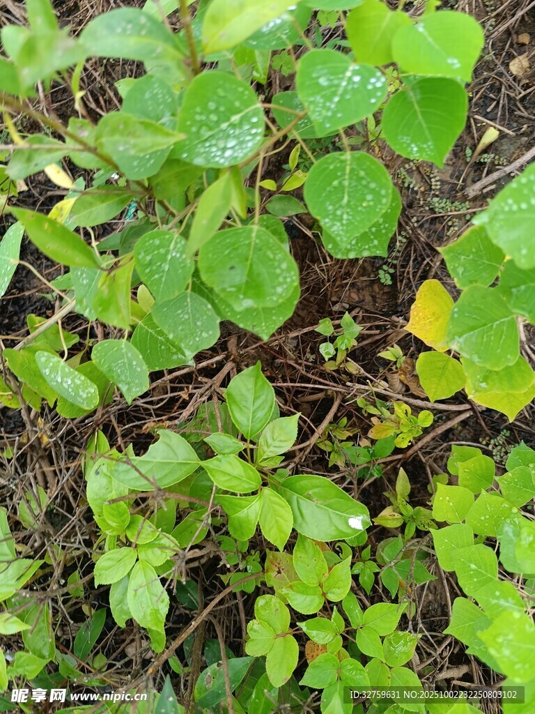 嫩綠植物生機勃勃的景象
