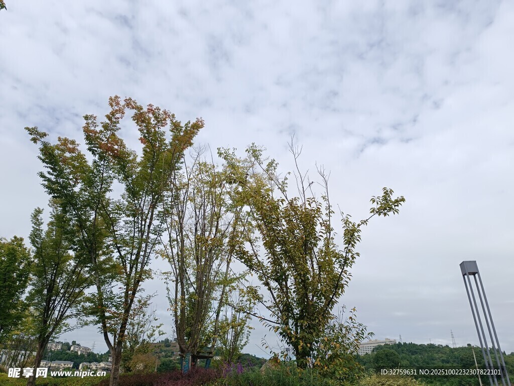 秋日郊外樹木與天空景色