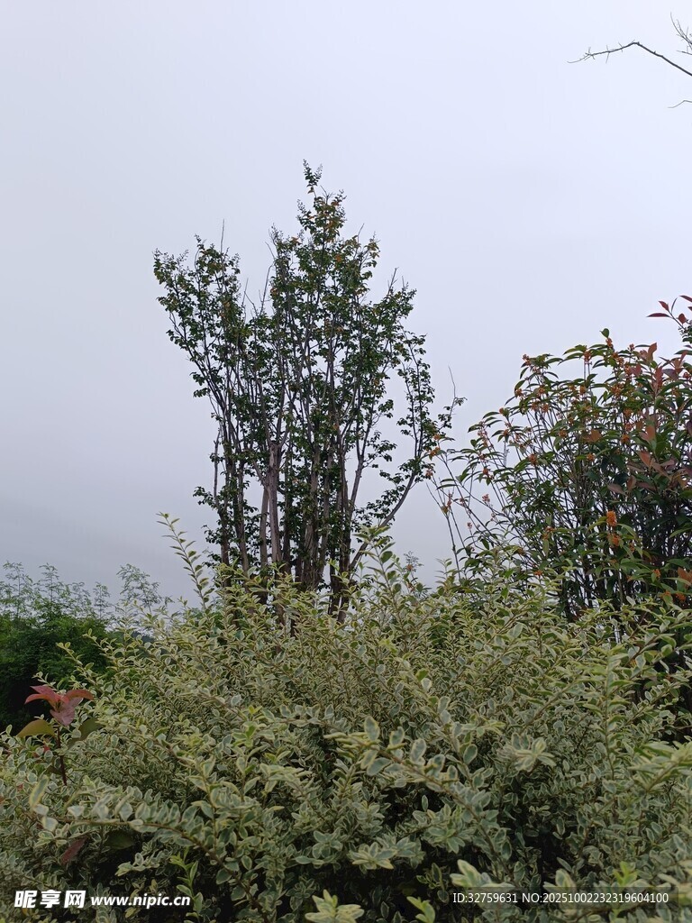 山間繁茂綠植景觀