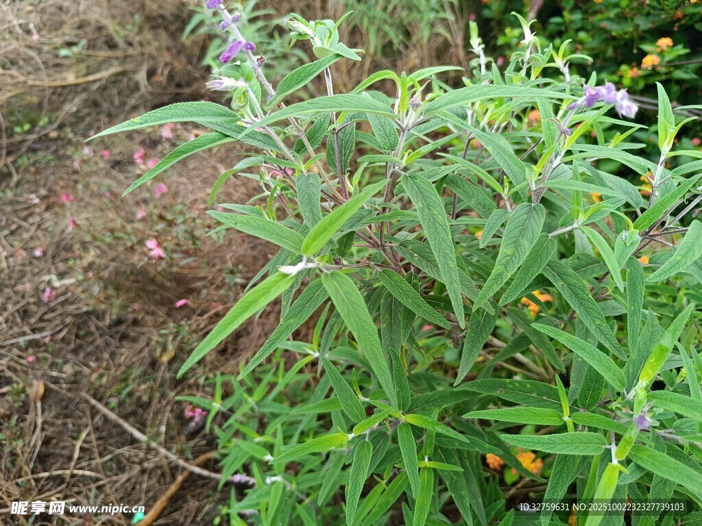野外紫色小花植物特寫