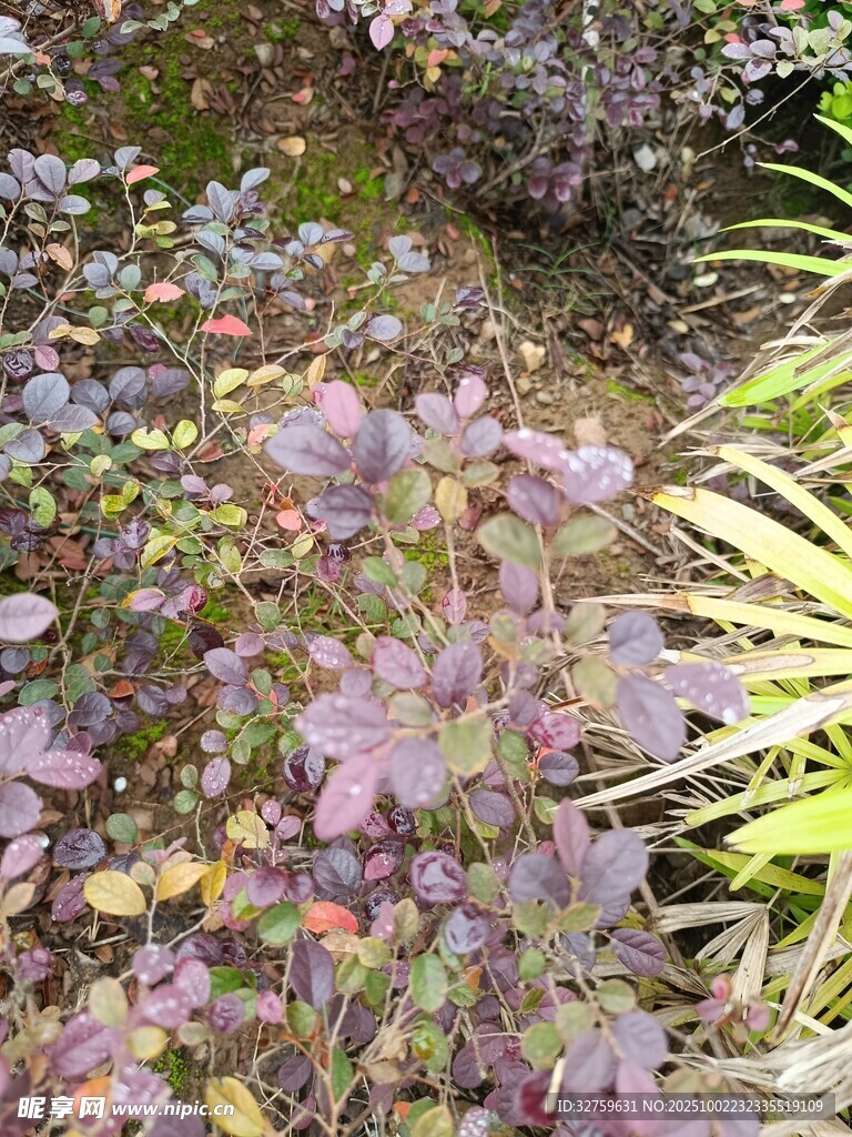 多彩植物景觀