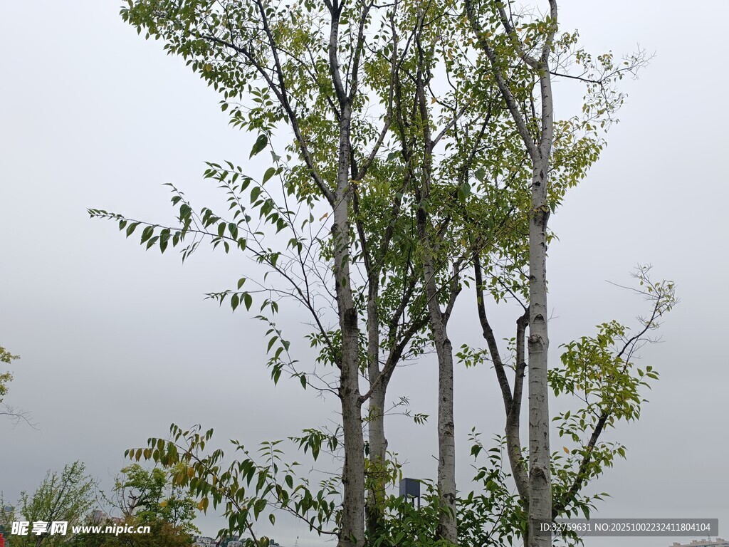 挺拔樹木 