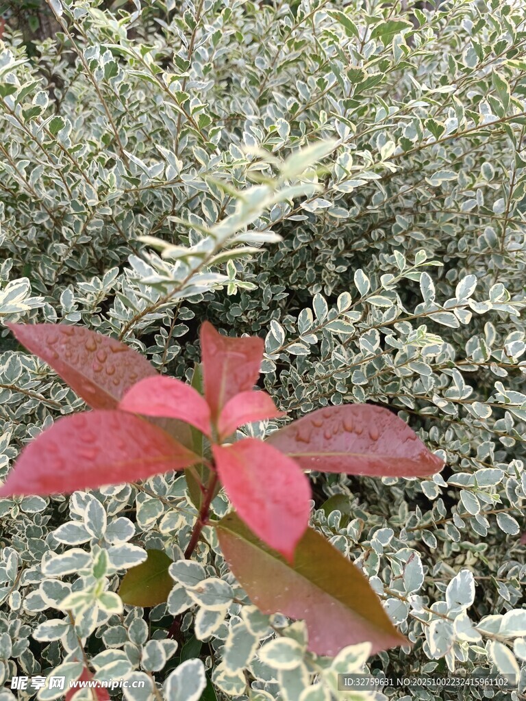 紅綠葉植物特寫