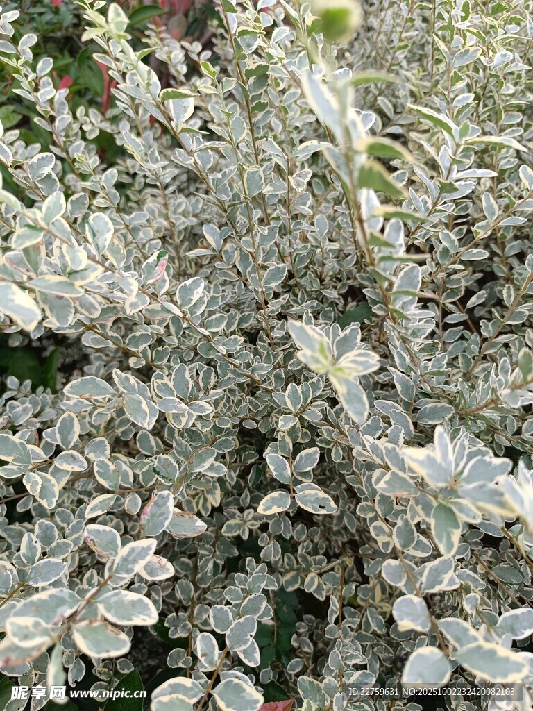 銀葉植物特寫
