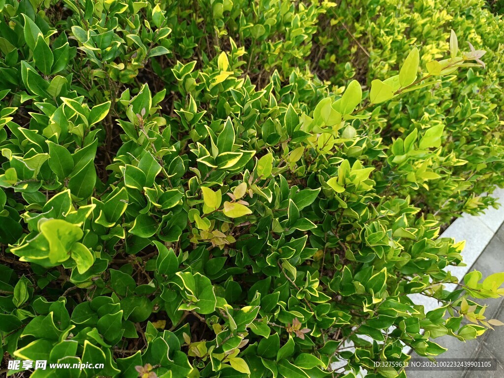 翠綠繁茂的綠植景觀