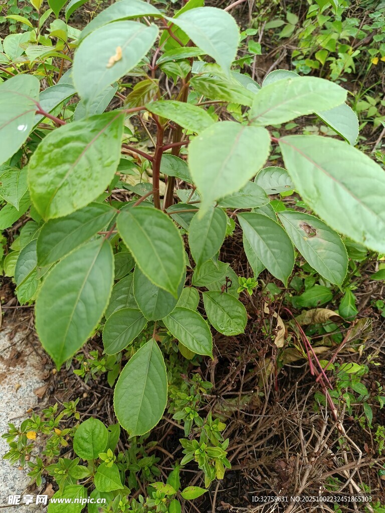 綠葉繁茂的野生植物