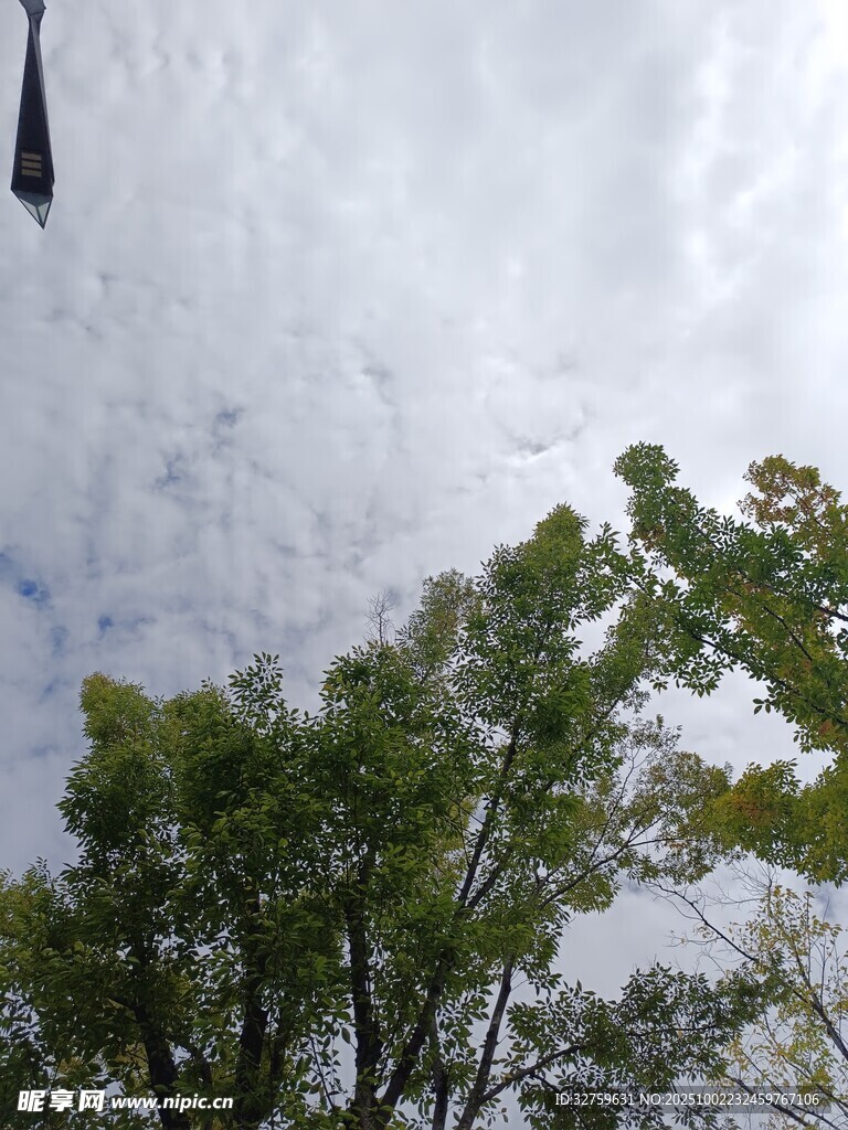 天空下的綠樹(shù)與懸物