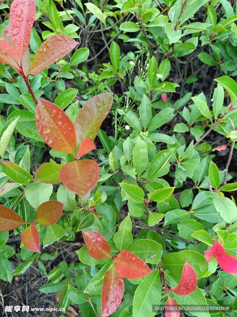 紅綠相間的多彩植物葉片