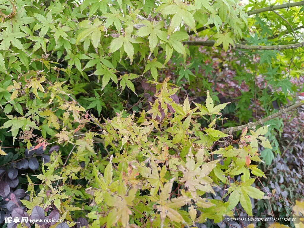 多彩楓葉植物景觀