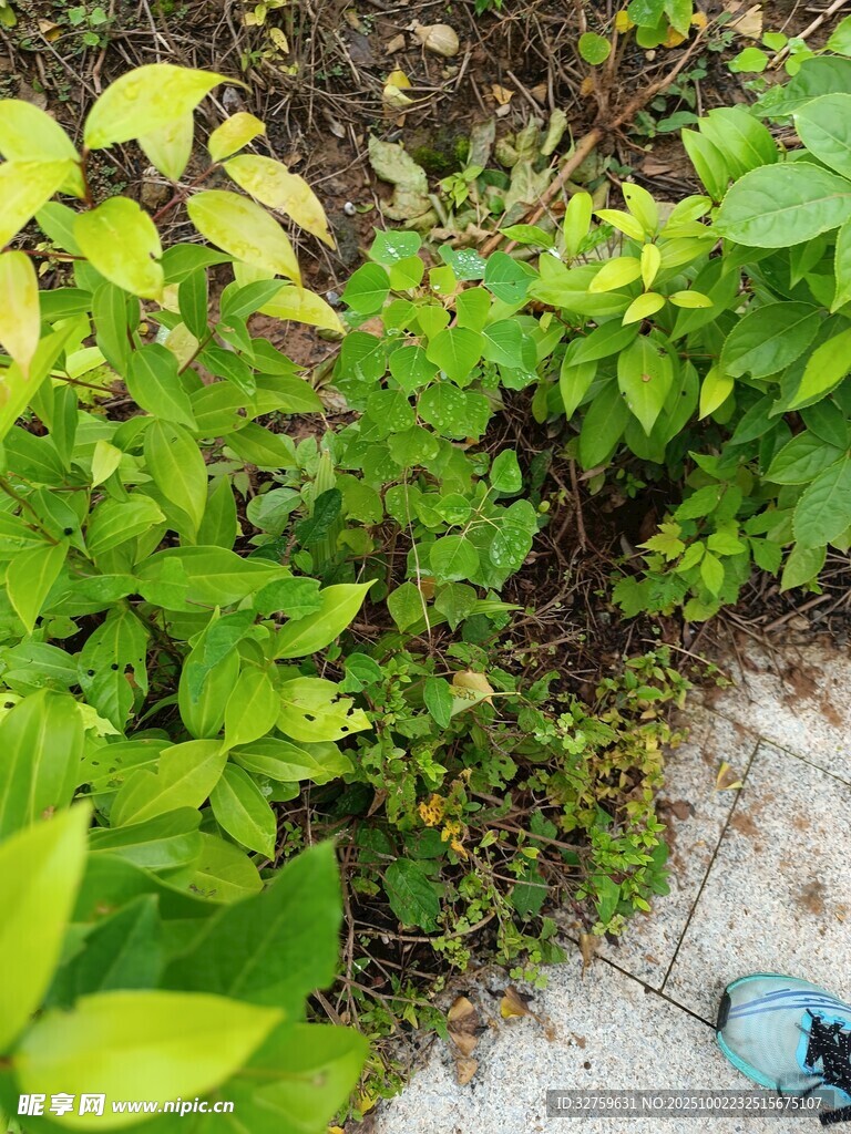 綠葉叢生的自然角落