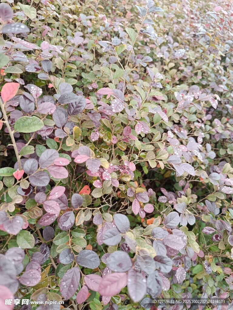 多彩葉片植物景觀