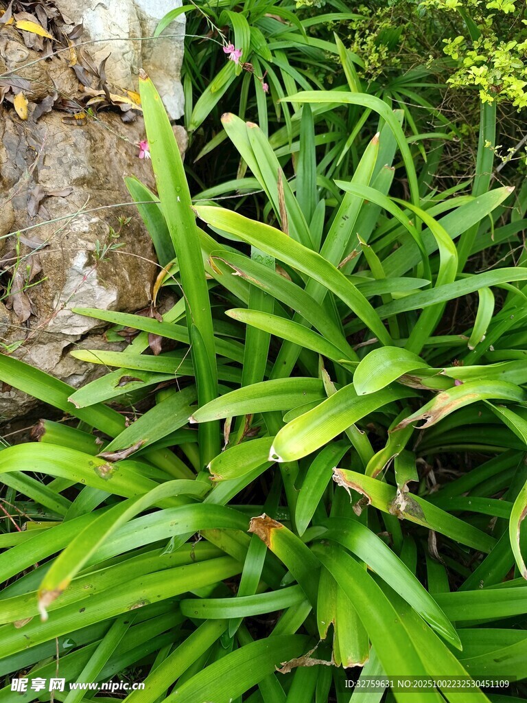 翠綠叢生的闊葉植物