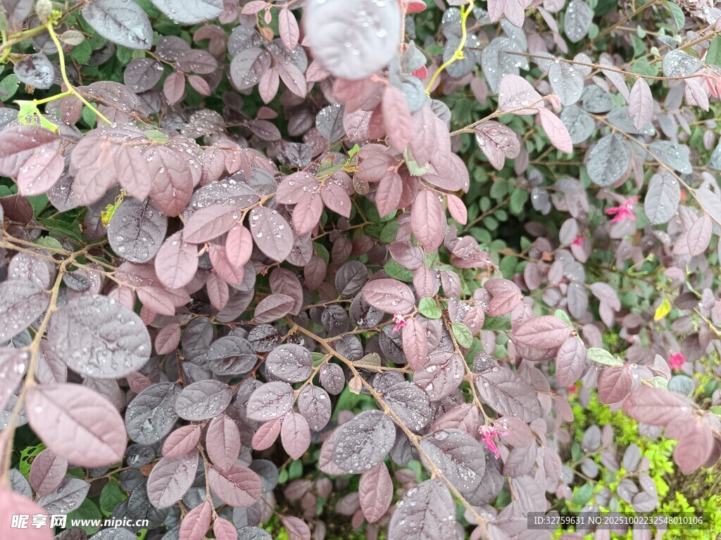 紫葉植物特寫