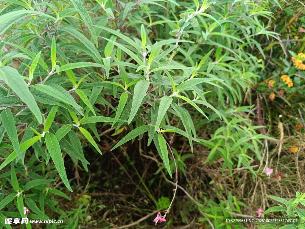 野外繁茂的綠色植物景象