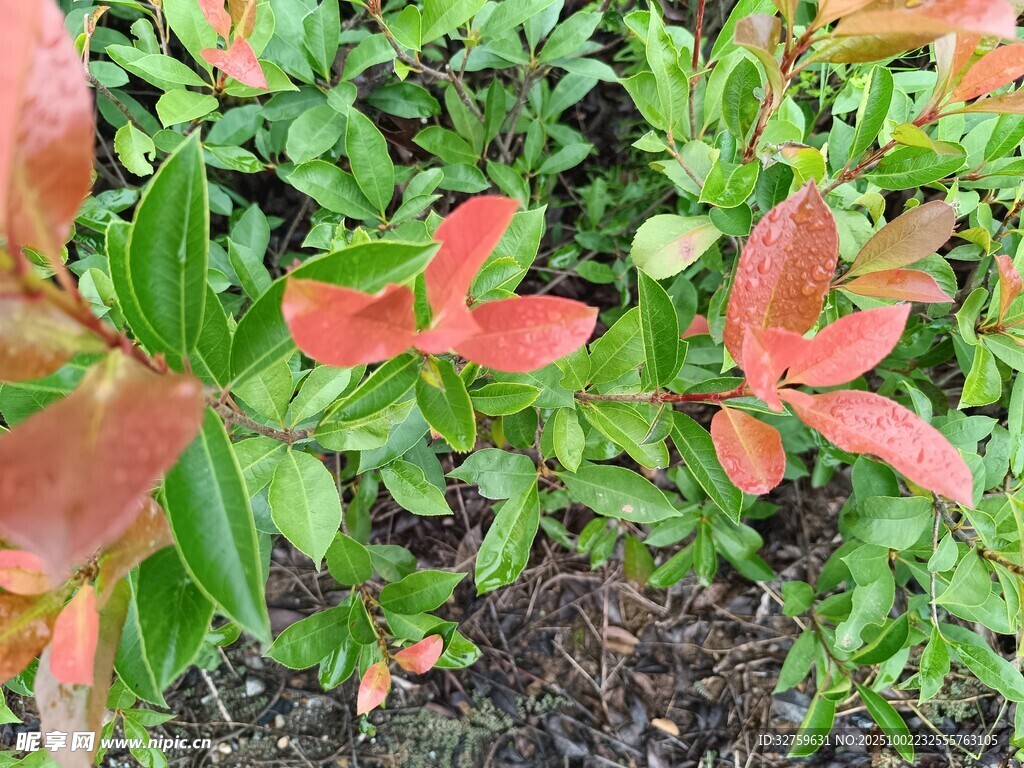 多彩葉片植物特寫