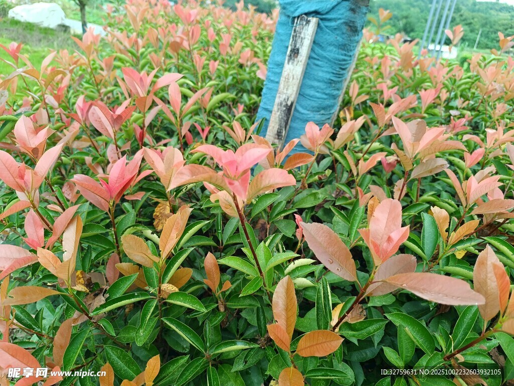 人立于多彩葉片植物間