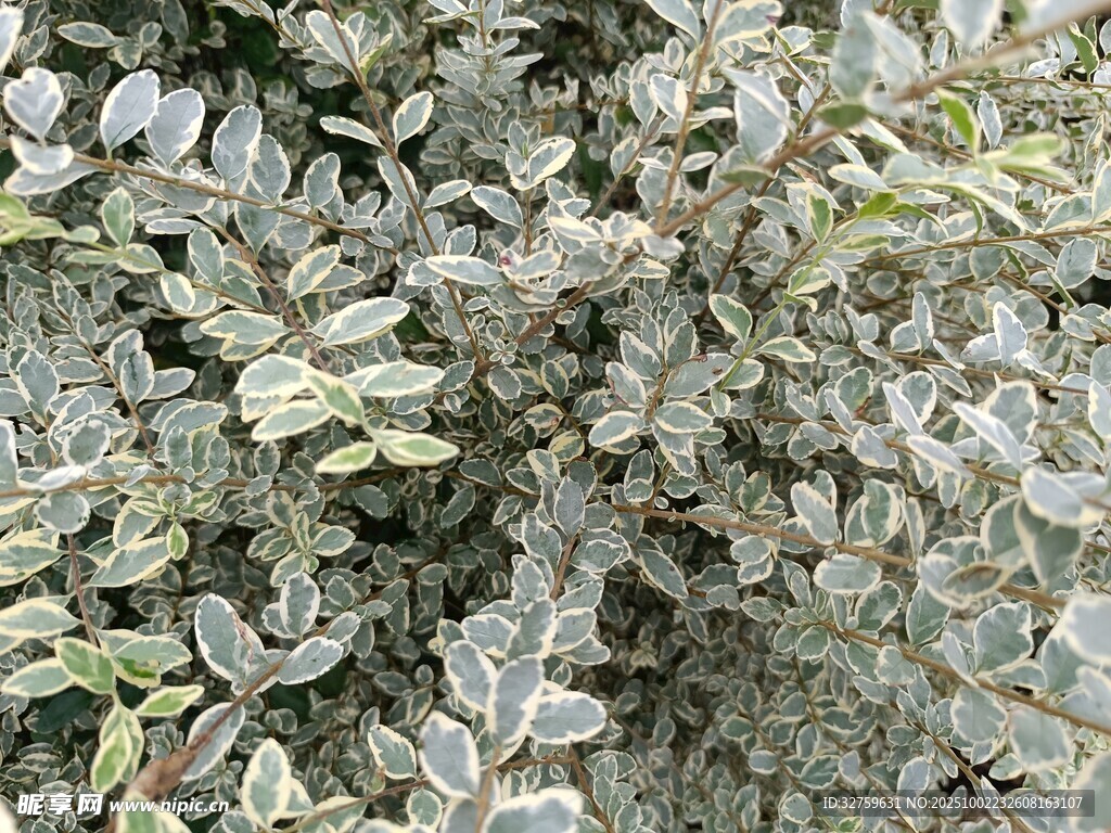 銀灰色葉片植物特寫