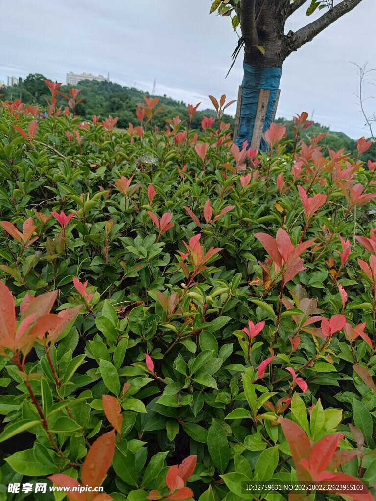 紅葉灌木景觀