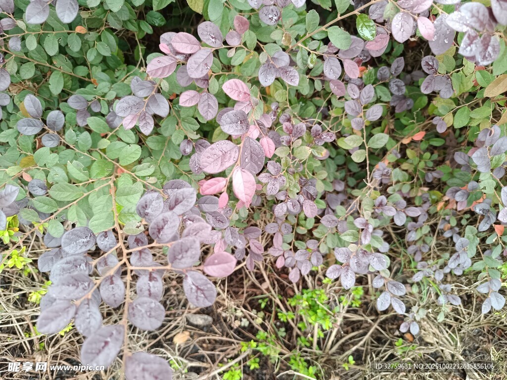 紫色花卉植物特寫