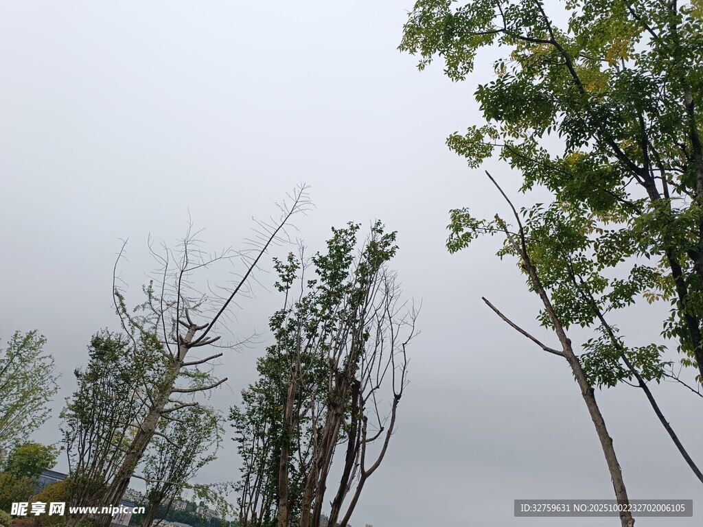 陰天中的樹(shù)木景觀