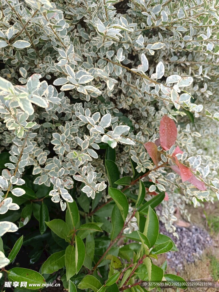 白色繁花綻放的美麗景致