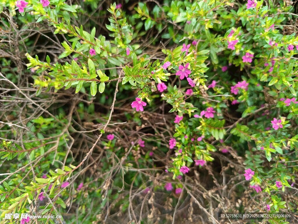 繁茂綠植間的紫色小花